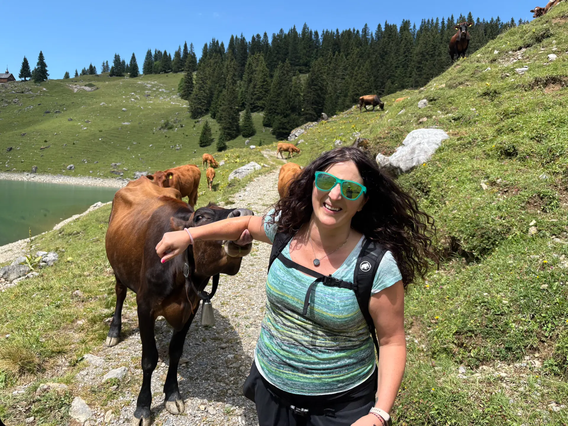 Traci Schneider laughing on a mountain trail as a cow nudges her arm, ease, play, and being present